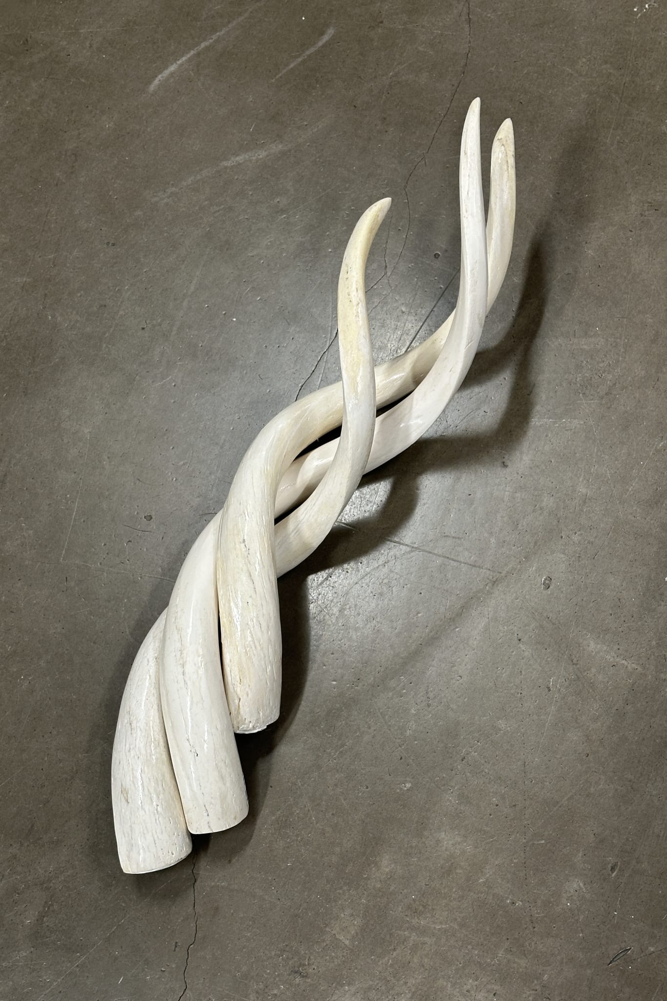 XL Long Kudu Polished Horn - Magpie Style