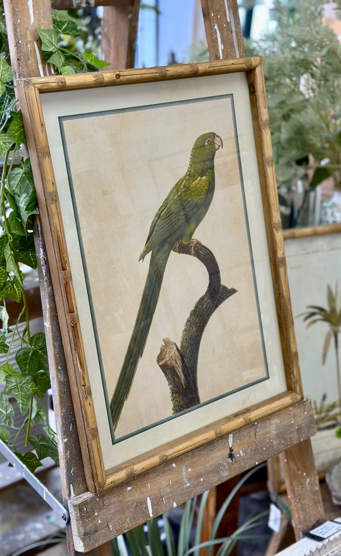 Parakeet Print in Carved 'Bamboo' Wooden Frame - Green Parrot - Magpie Style