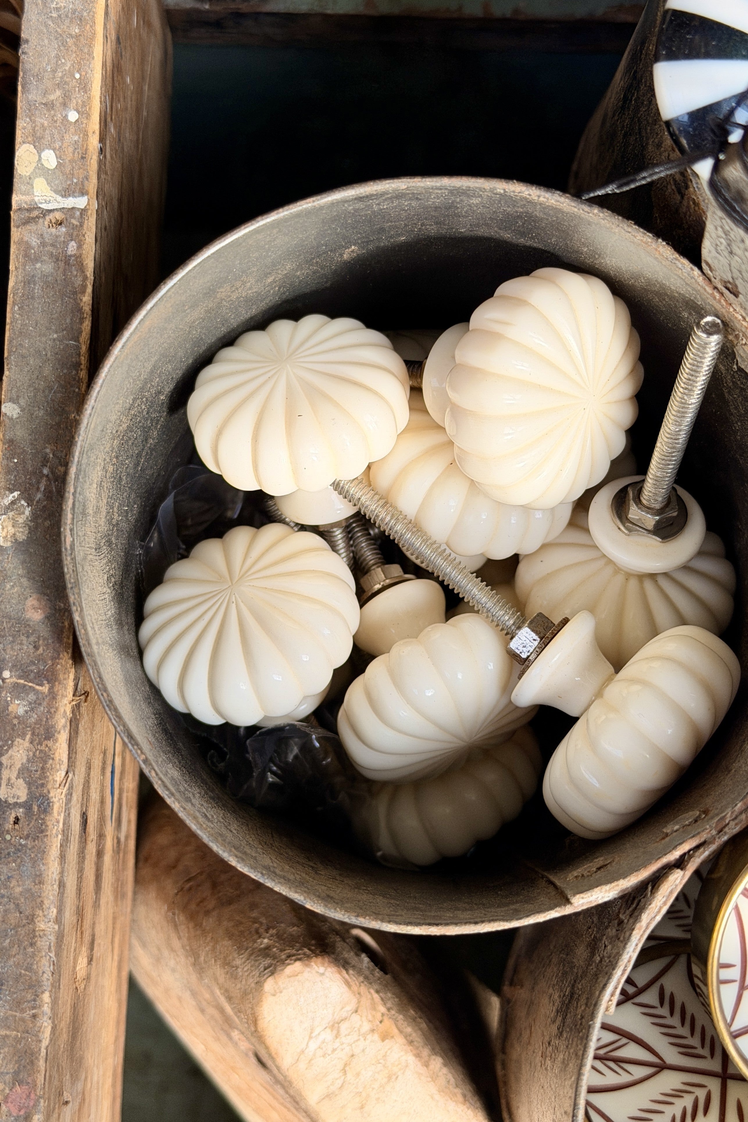 Bone Scallop Doorknob - Magpie Style