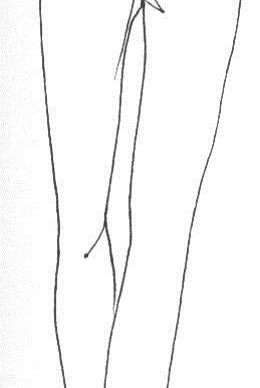 PAULA RYAN ESSENTIALS Legging - MicroModal - Paula Ryan