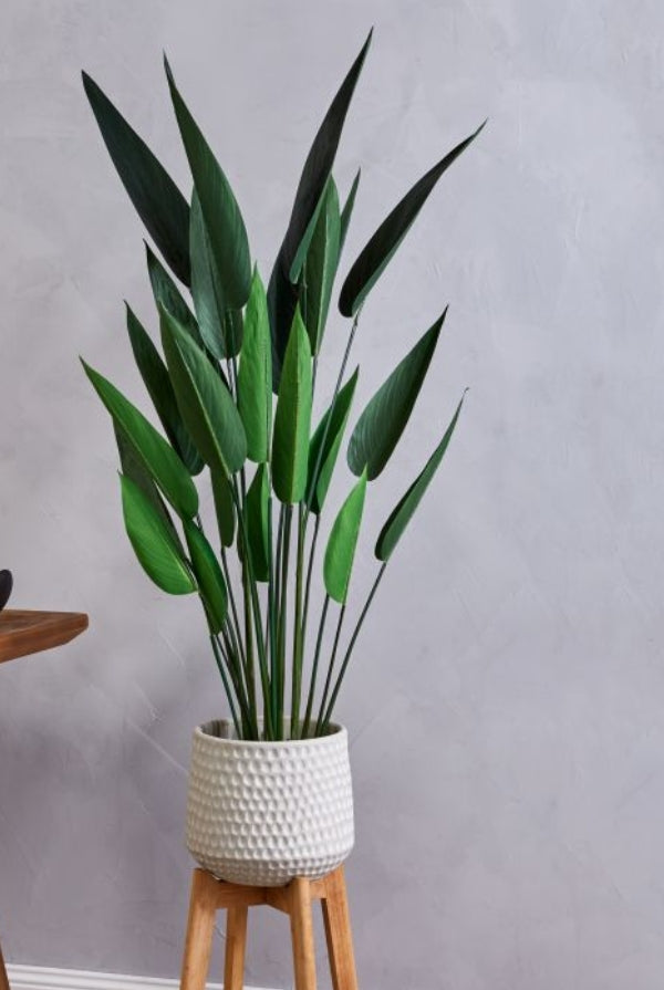 Sky Bird Plant - Magpie Style