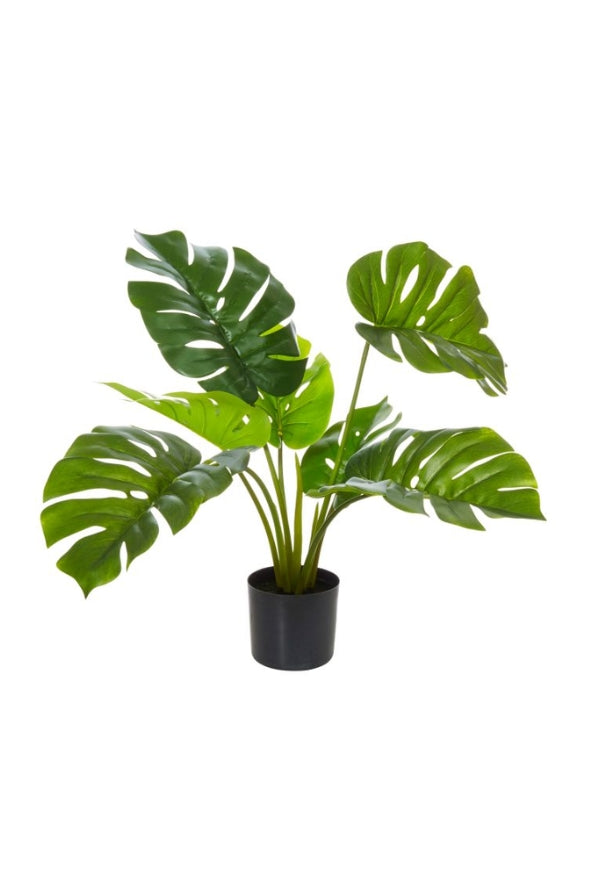 Monstera - Magpie Style