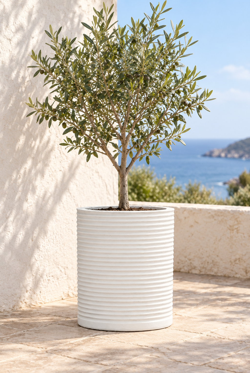 Medium rustic white planter styled with an olive tree on a coastal terrace