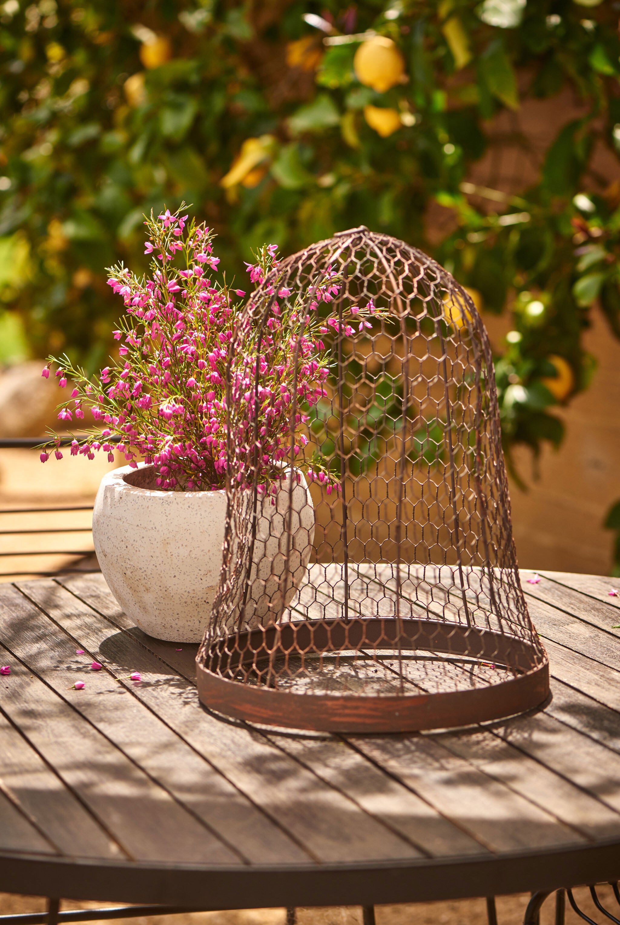 Outdoor Metal Wire Cloche - Magpie Style