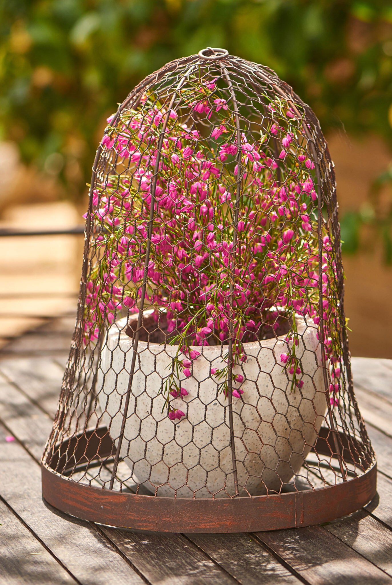 Outdoor Metal Wire Cloche - Magpie Style