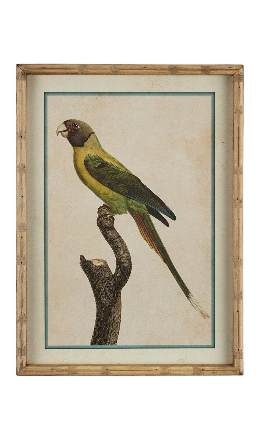 Parakeet Print in Carved 'Bamboo' Wooden Frame - Yellow Parrot - Magpie Style