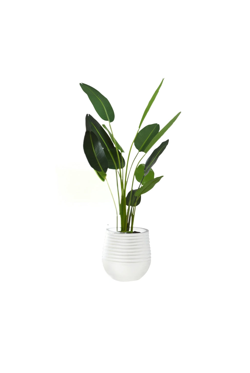 Small Bird of Paradise in Planter - Magpie Style