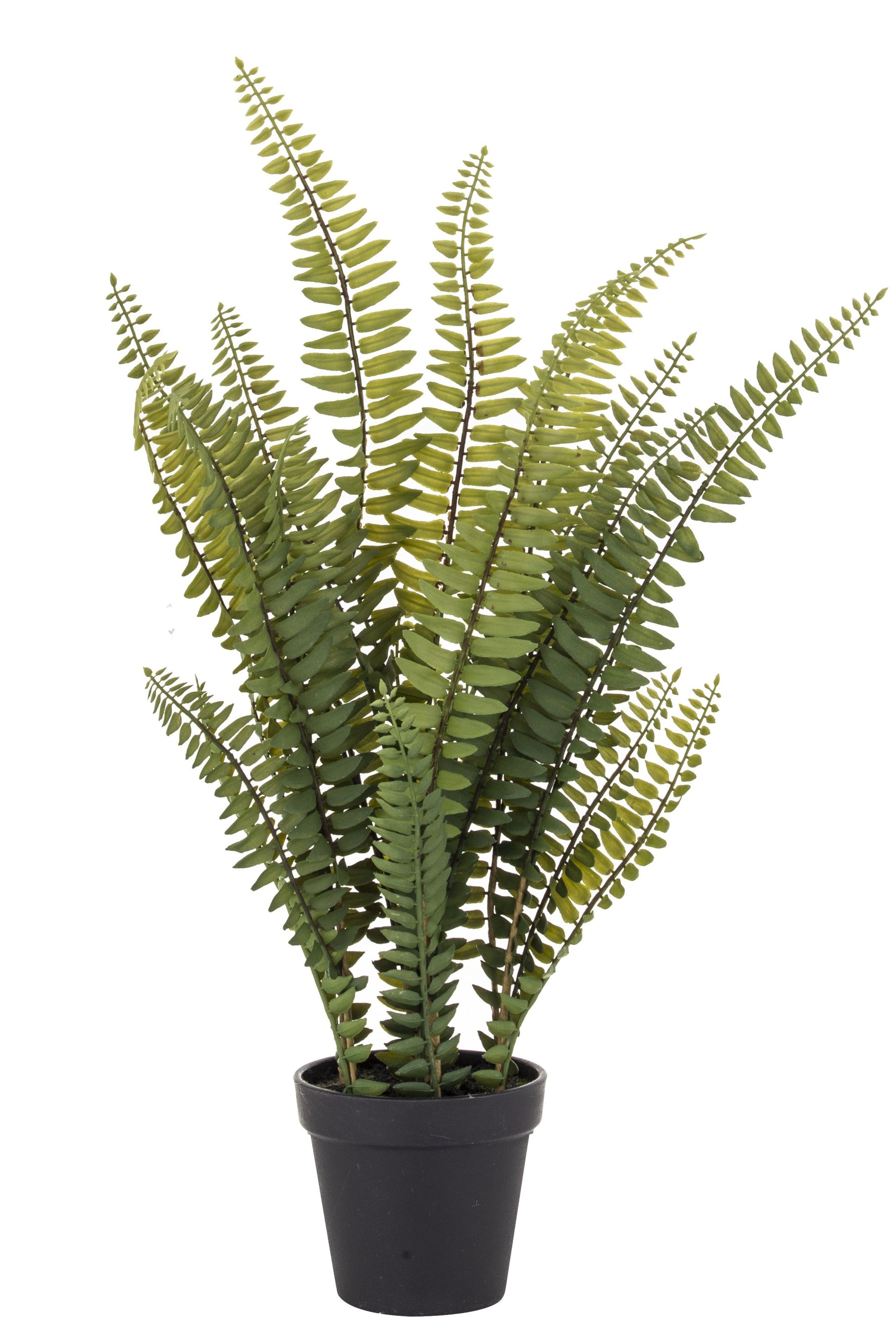 Boston Fern in Garden Pot - Magpie Style