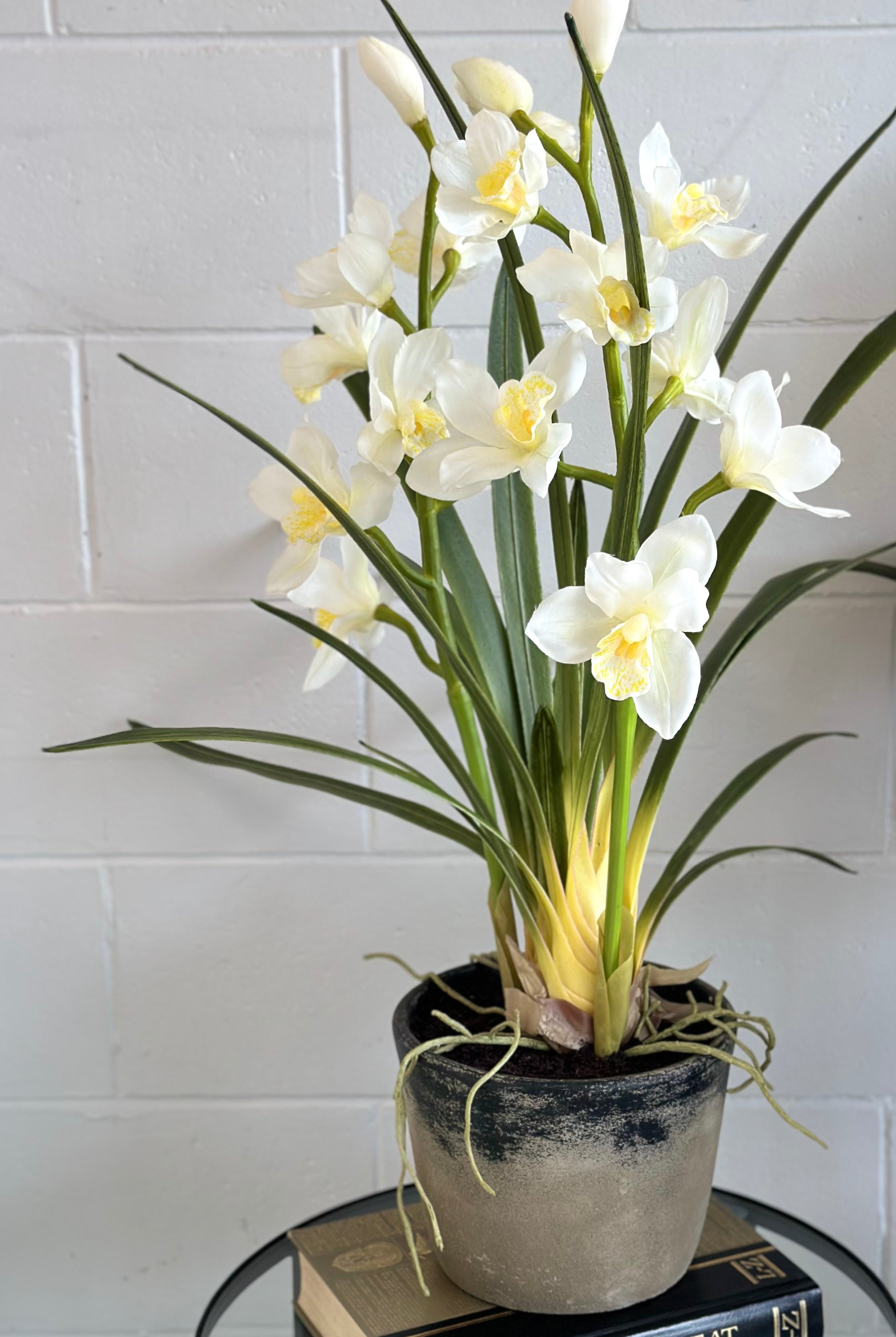 Potted Cymbidium - Large - Magpie Style