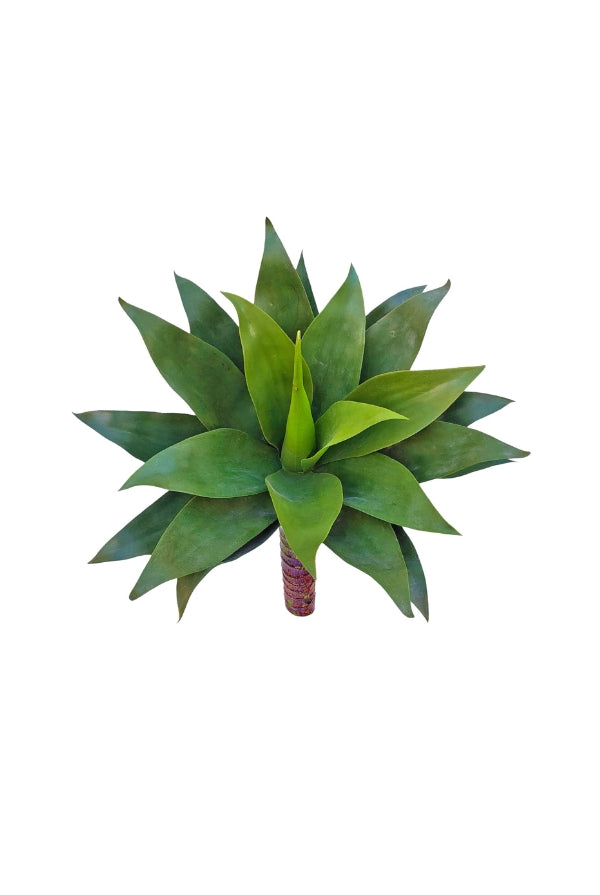 Agave - Large - Magpie Style