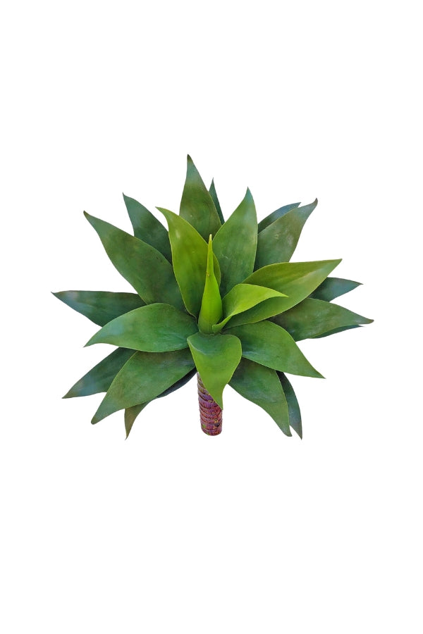 Agave - Large - Magpie Style