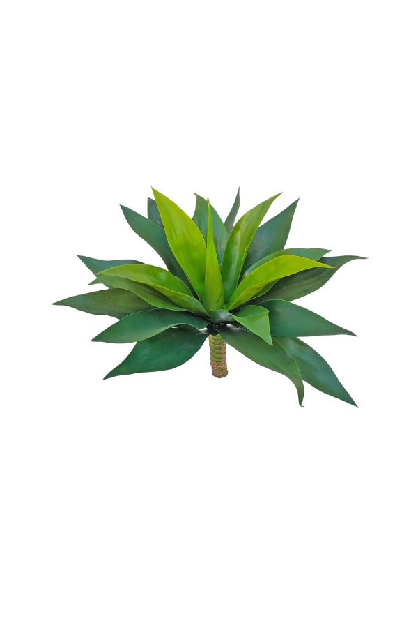 Agave - Medium - Magpie Style