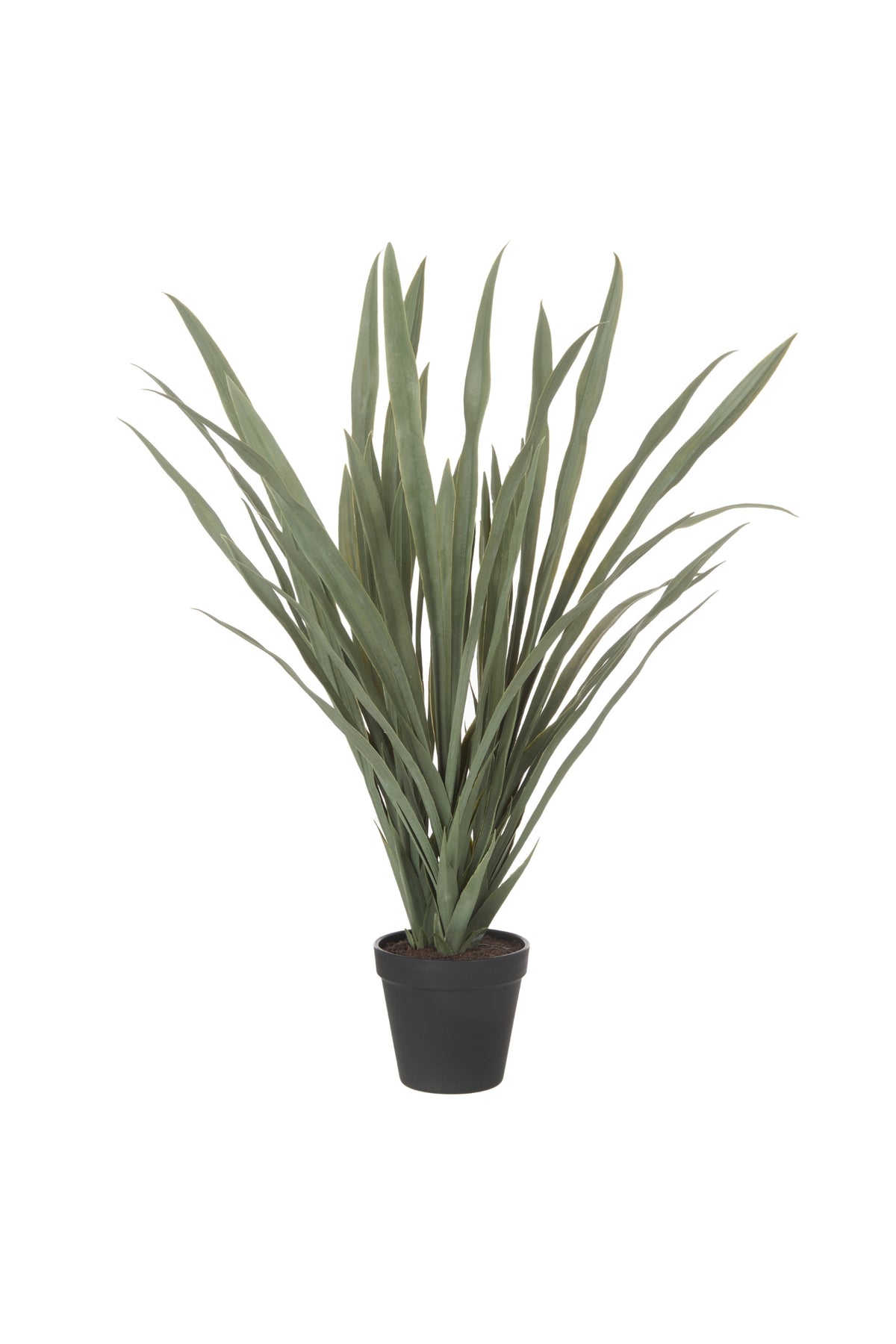 Yucca Plant - Magpie Style