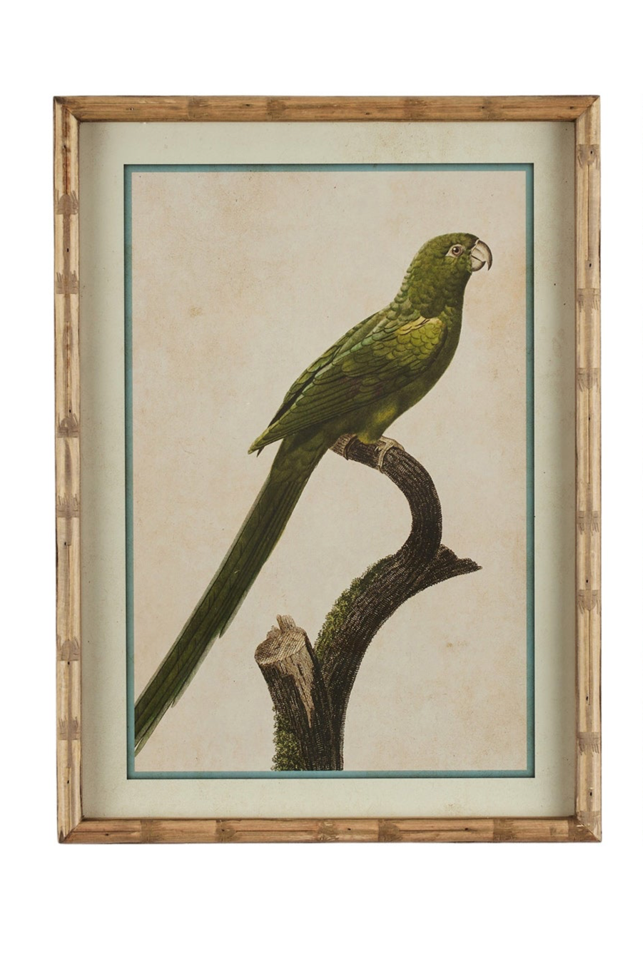 Parakeet Print in Carved 'Bamboo' Wooden Frame - Green Parrot - Magpie Style