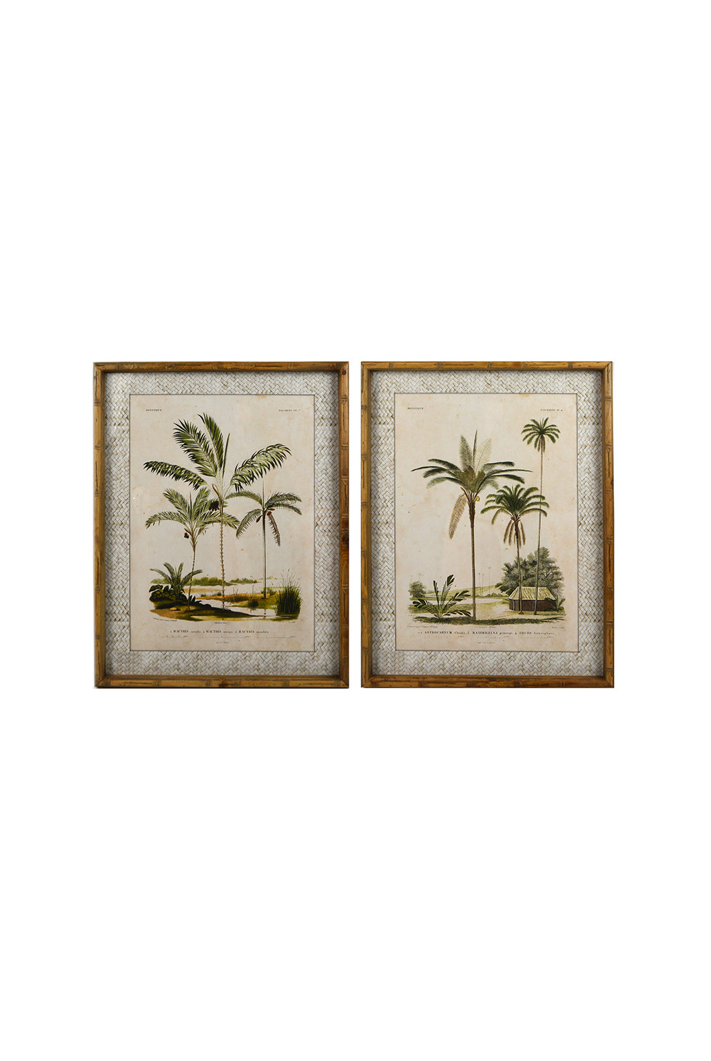 Zanzibar Palms Glass Framed Print - Magpie Style