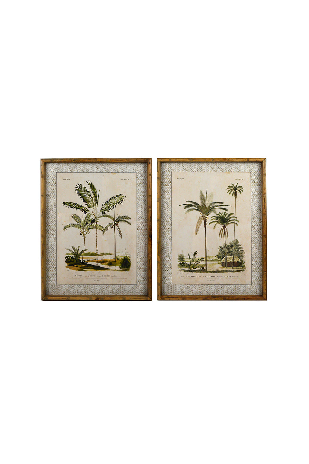 Zanzibar Palms Glass Framed Print - Magpie Style