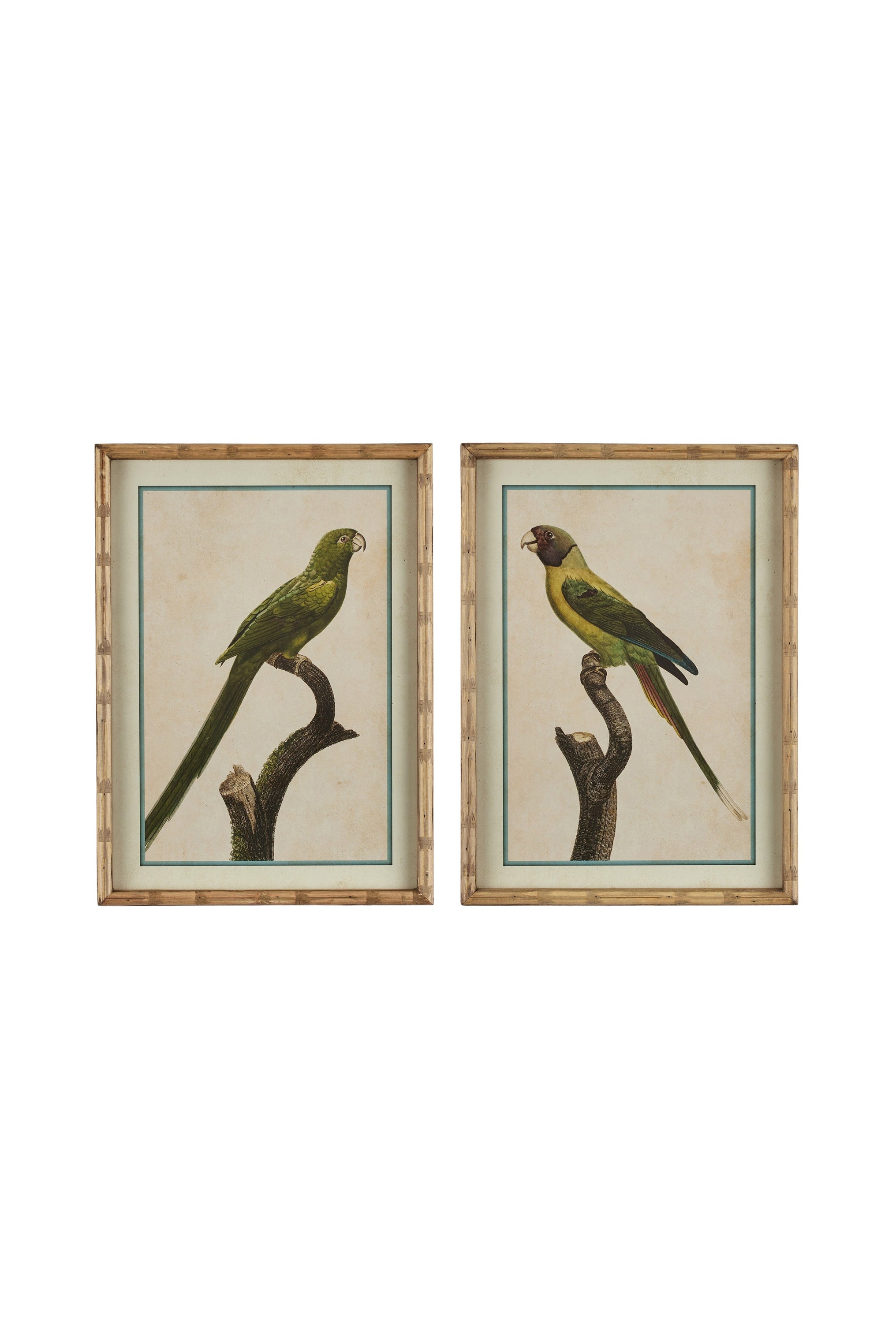 Parakeet Print in Carved 'Bamboo' Wooden Frame - Green Parrot - Magpie Style