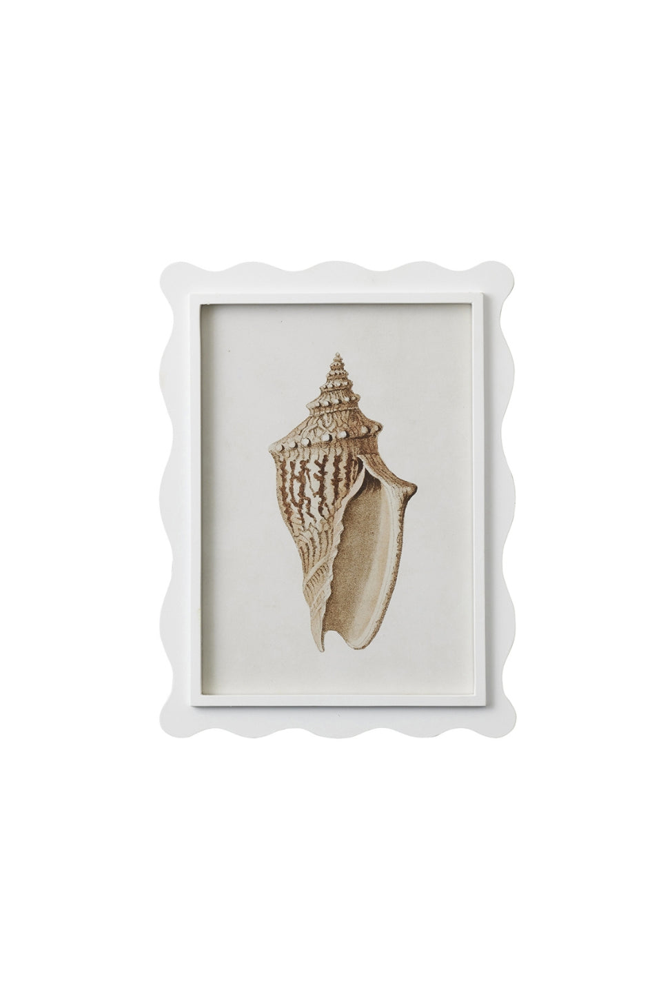 Scalloped Shell Study B - Magpie Style