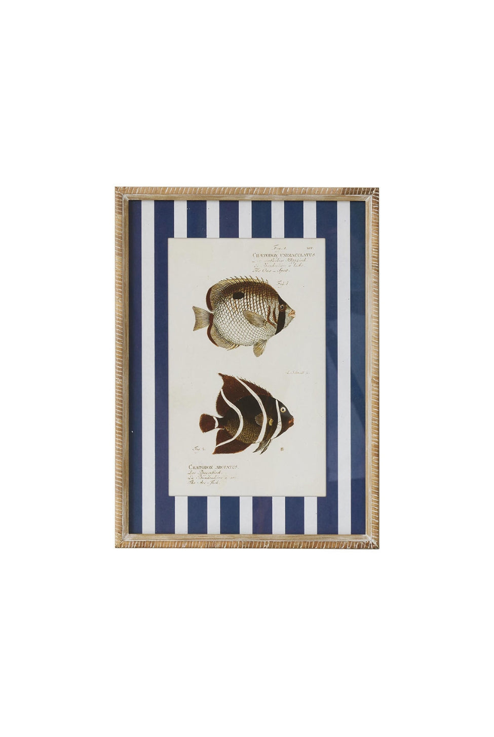 Nautical Stripe Fish Study A - Magpie Style