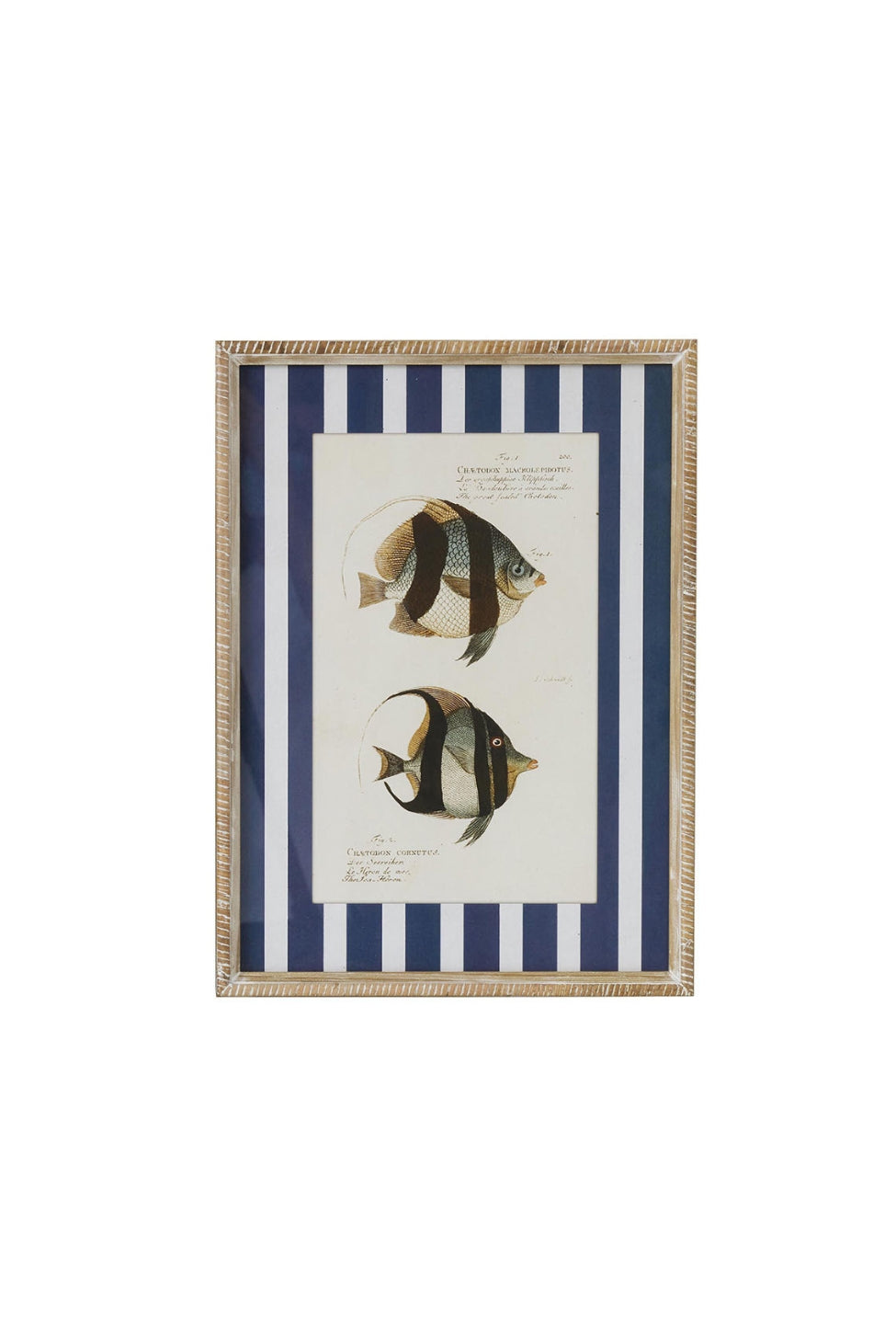 Nautical Stripe Fish Study B - Magpie Style