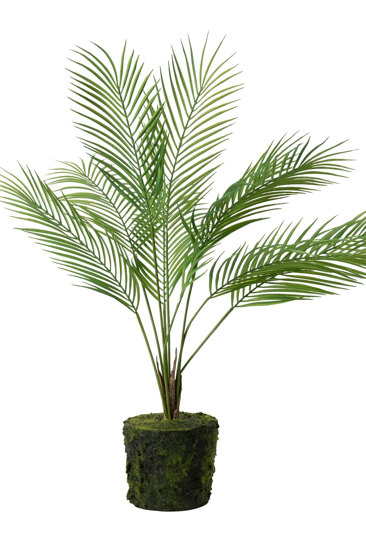 Large Bare Root Palm - Magpie Style