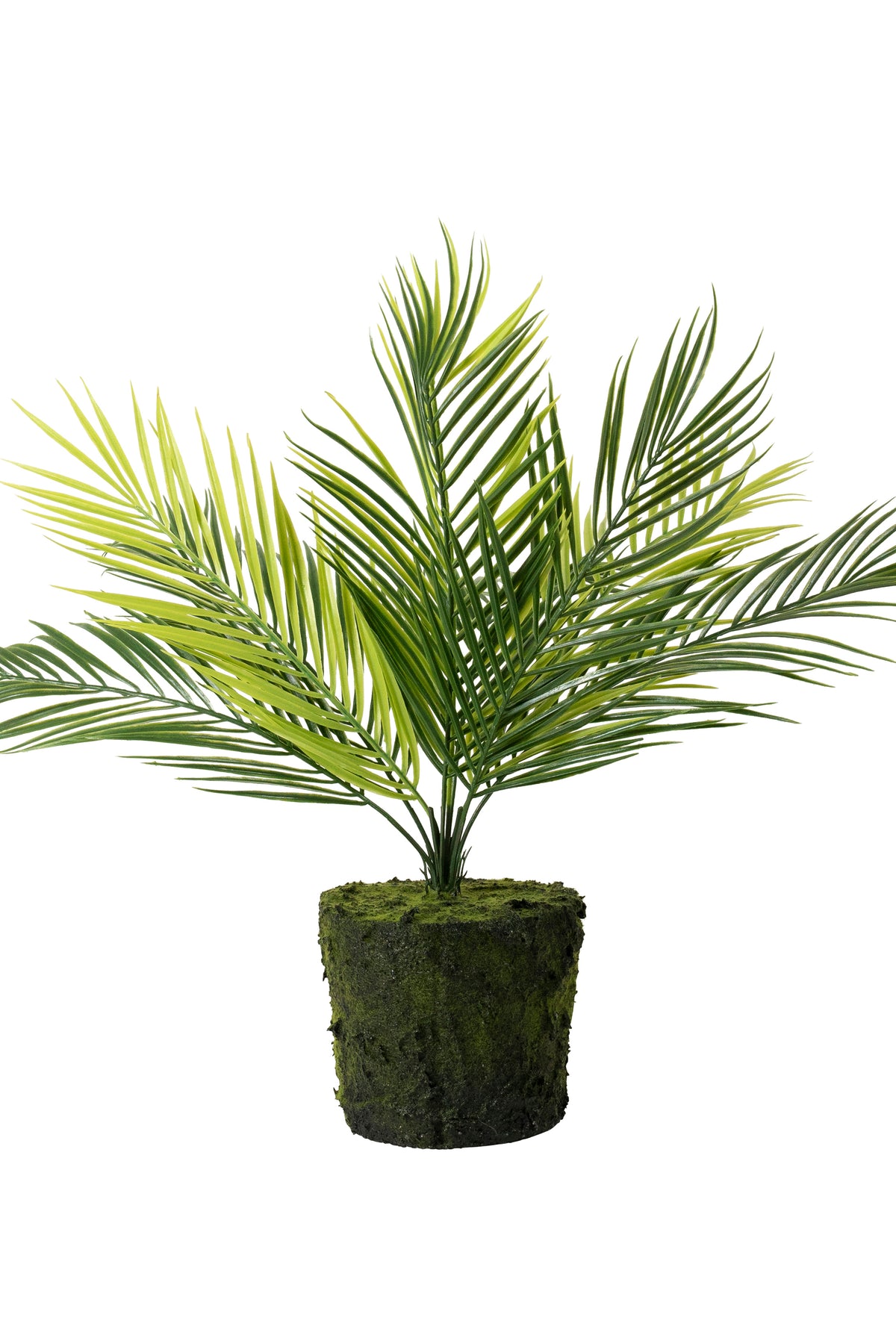 Medium Bare Root Palm - Magpie Style