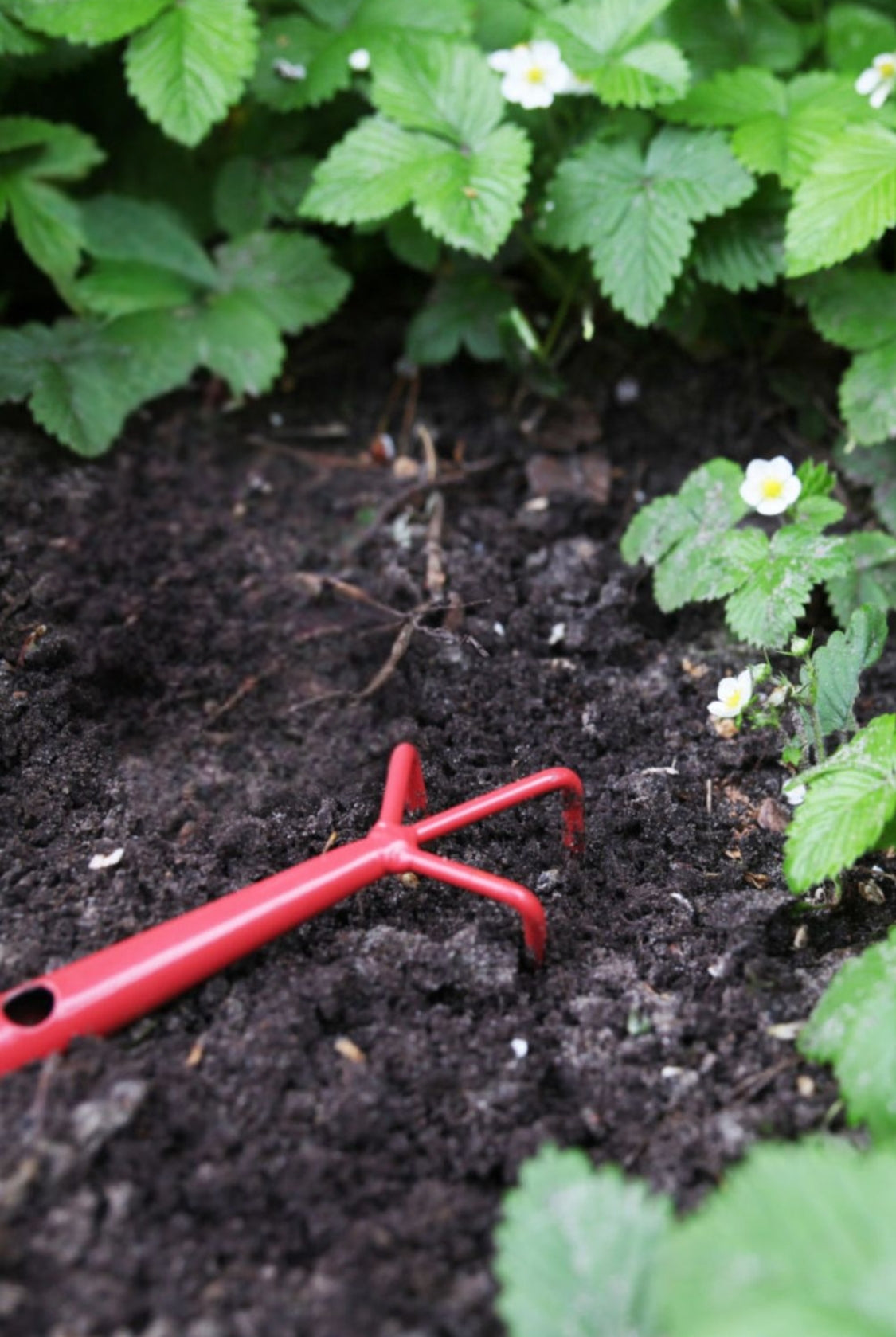 Garden Fork Red - Magpie Style
