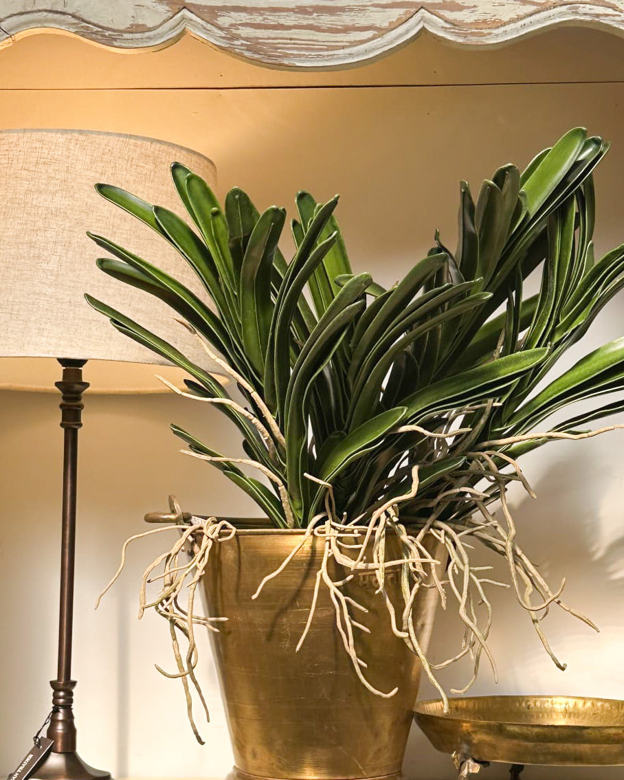 Vanda Orchid Plant - Magpie Style