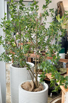 Ficus Tree - 180cm - Magpie Style