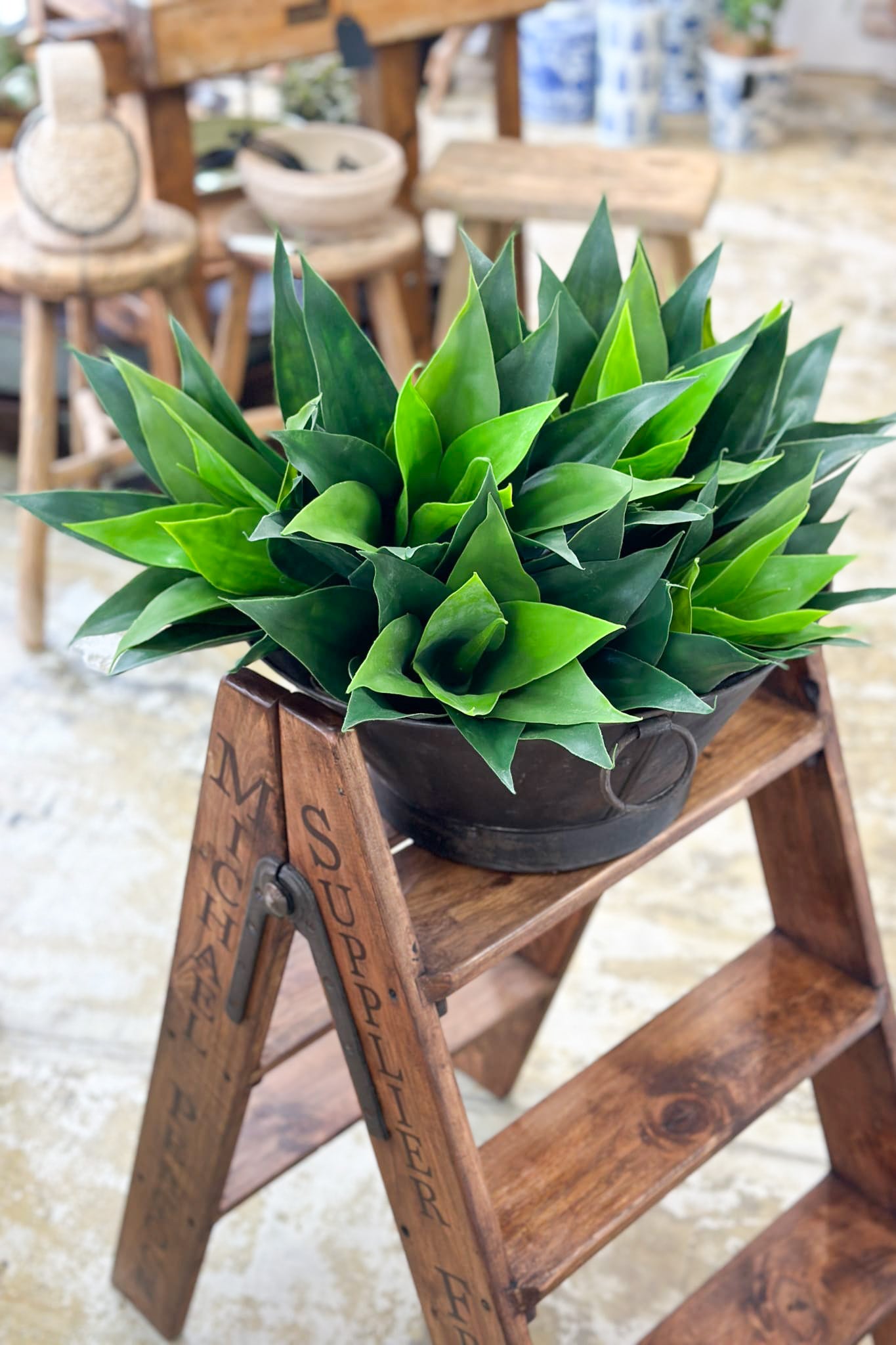 Agave - Medium - Magpie Style