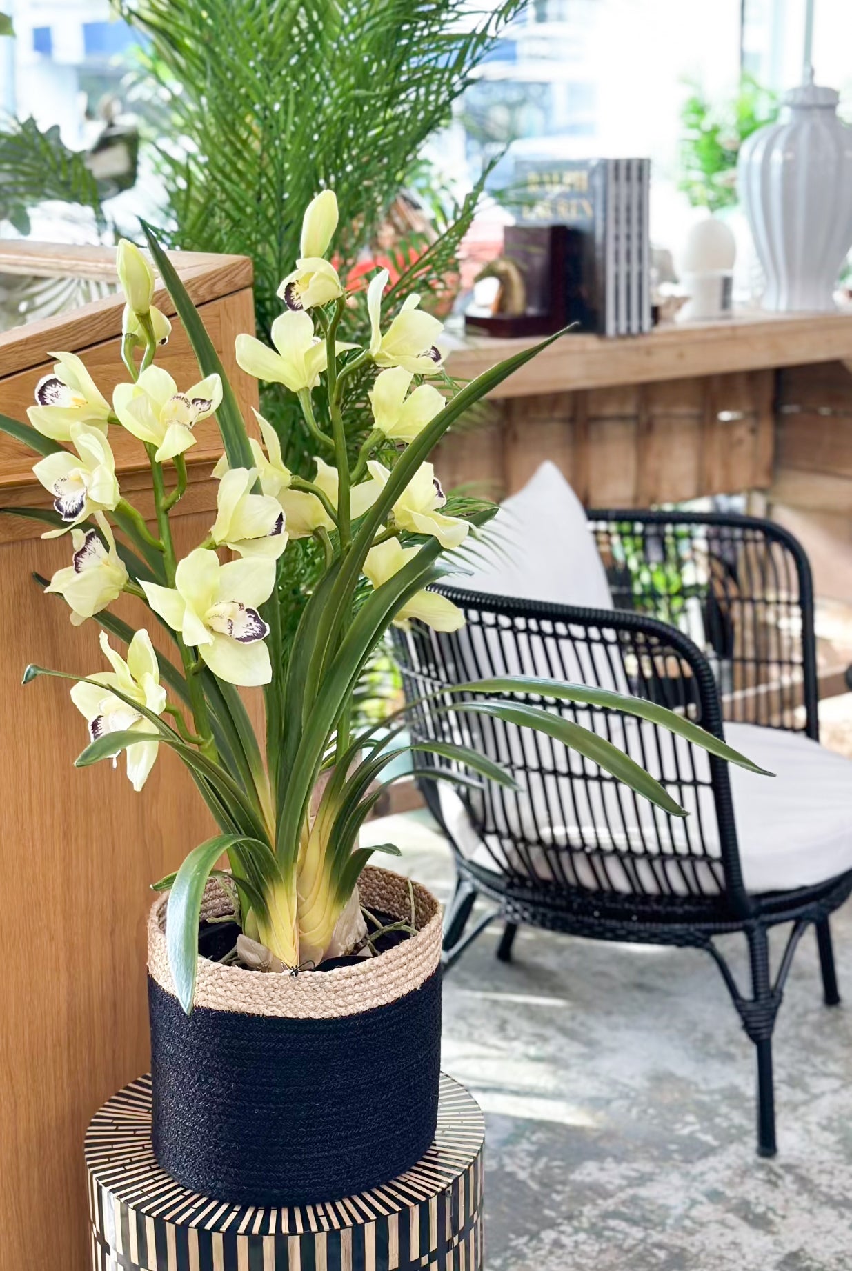 Cymbidium - Concrete Pot - Large - Magpie Style