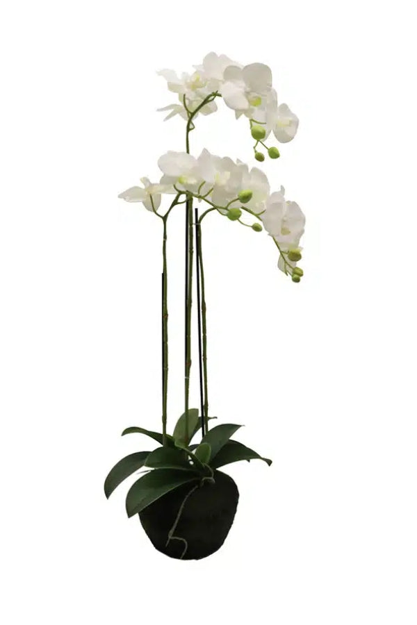 Phalaenopsis Moss Pot Orchid - Magpie Style