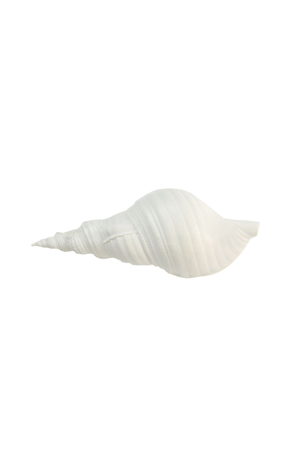 Conch Resin Shell - White - Magpie Style