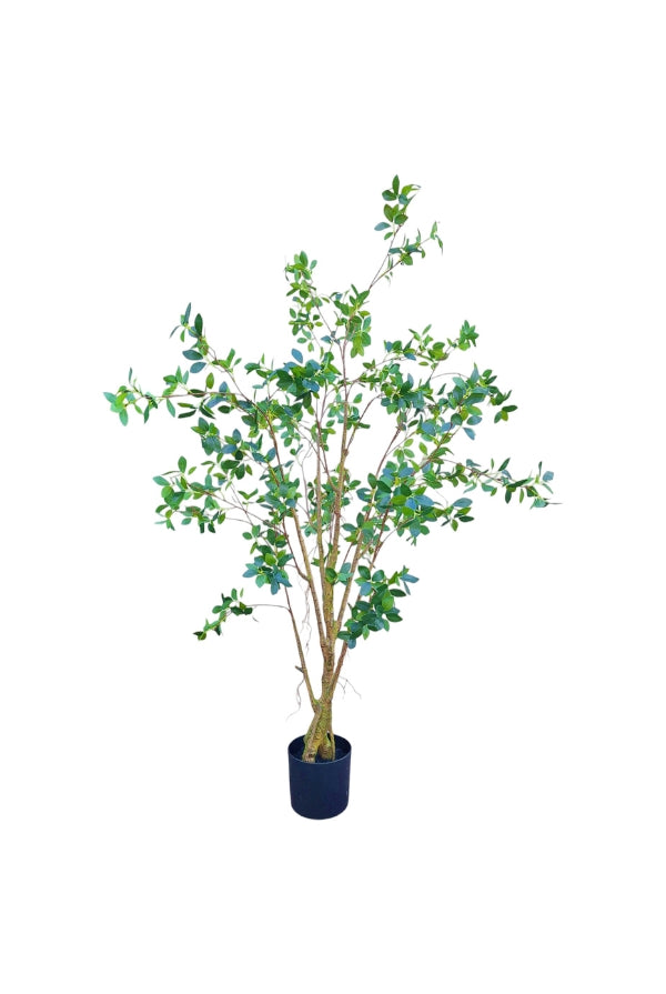 Ficus Tree - 180cm - Magpie Style