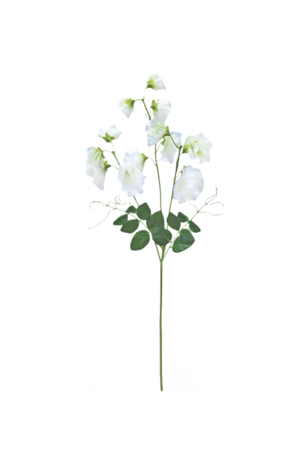 Tall Sweetpea - Magpie Style
