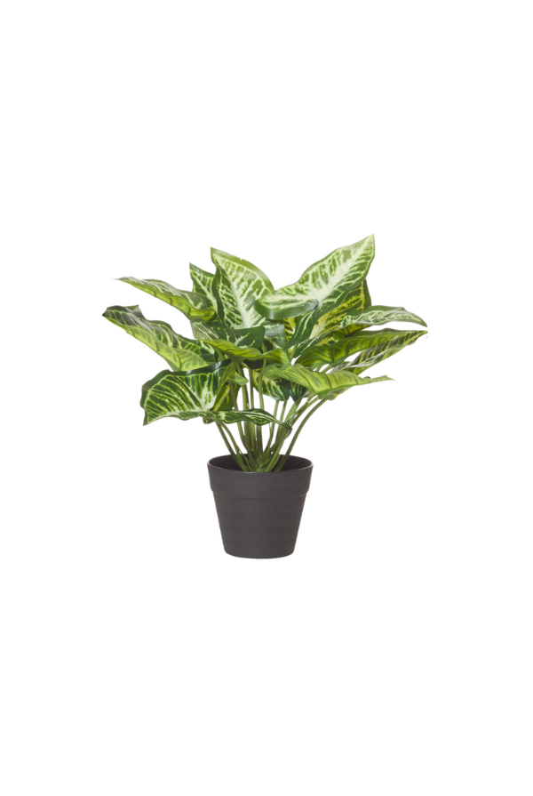 Zebra Green Garden Pot - Magpie Style