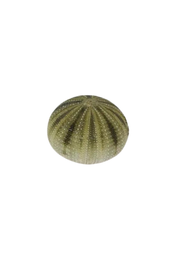 Green Sea Urchin - Magpie Style