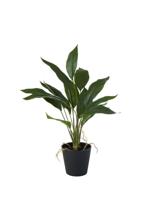 Peace Lily in Pot - Magpie Style