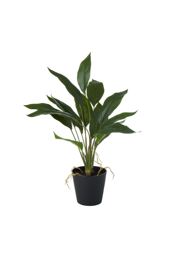 Peace Lily in Pot - Magpie Style