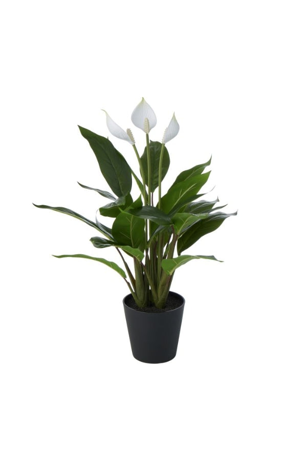 Peace Lily in Pot - Big - Magpie Style
