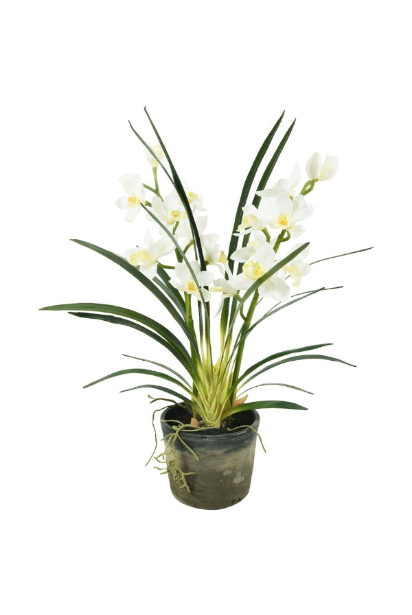 Potted Cymbidium - Large - Magpie Style