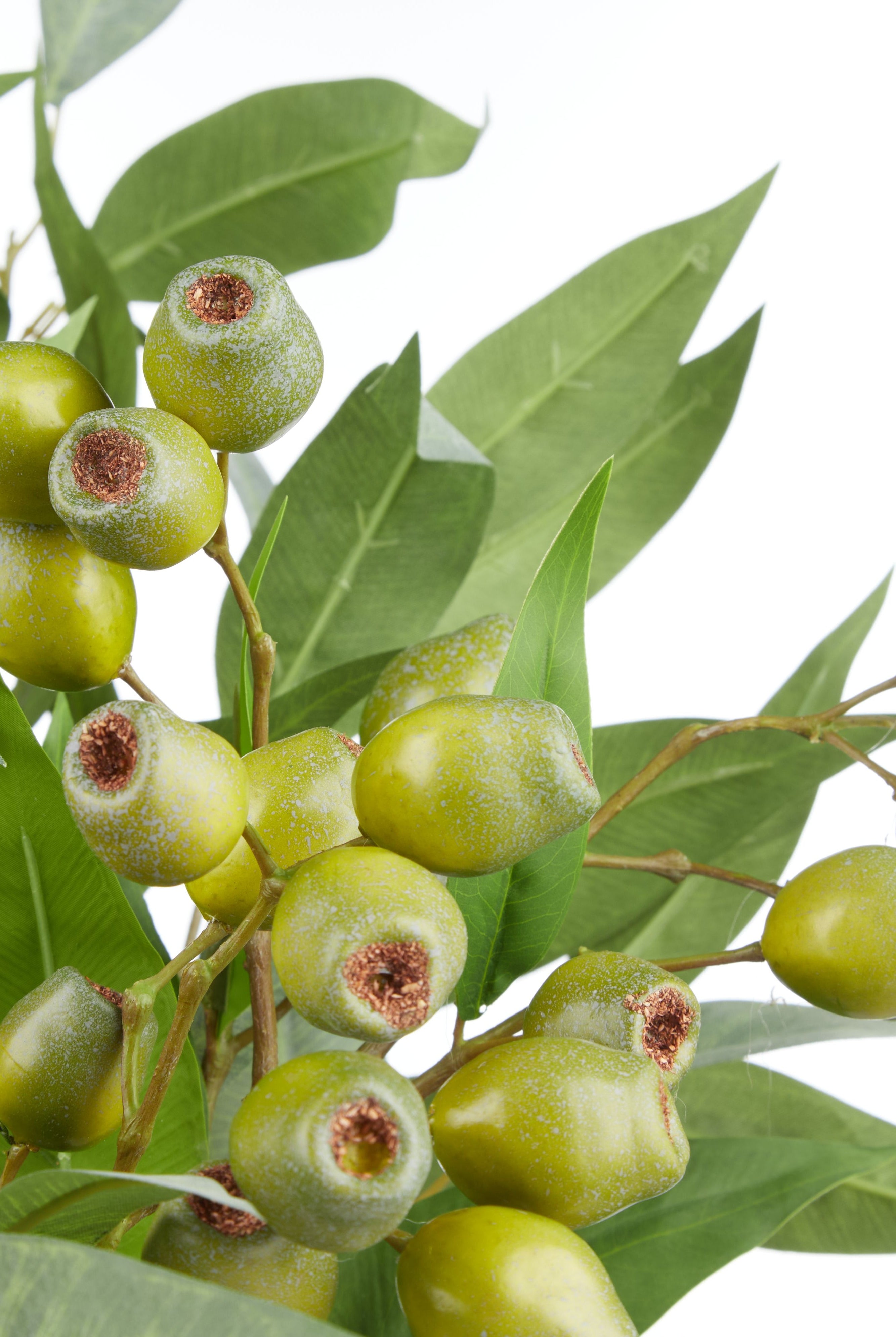 Native Banksia Gum Nut Mixed Flowers - Magpie Style