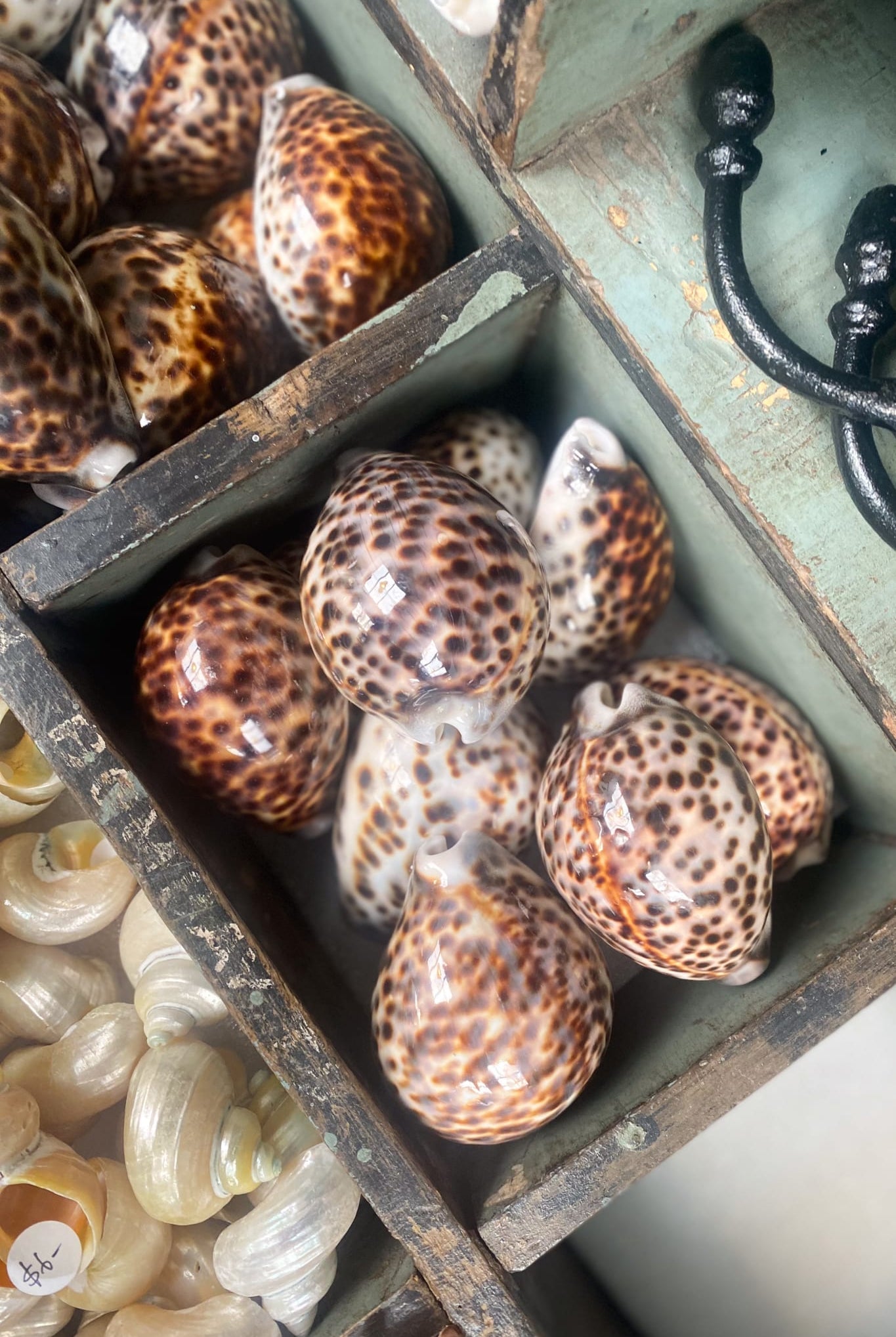 Spotted Tiger Cowrie Shell - Magpie Style