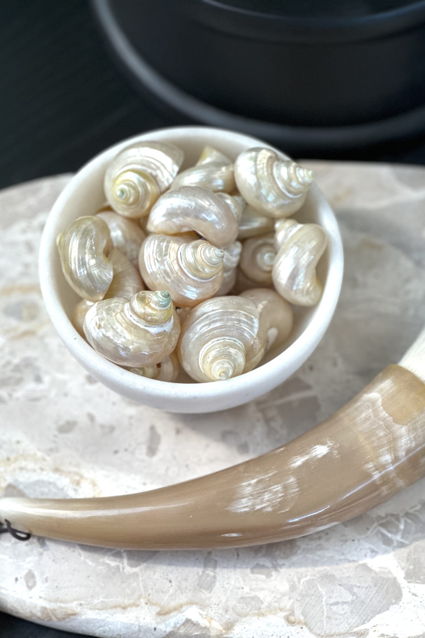 Pearly Turban Snail Shell - Magpie Style