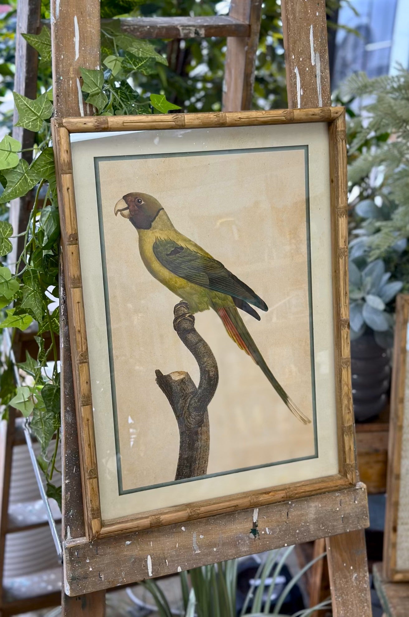 Parakeet Print in Carved 'Bamboo' Wooden Frame - Yellow Parrot - Magpie Style