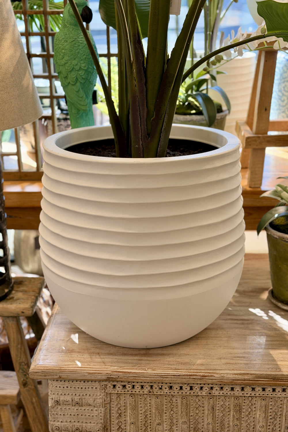 Large Bird of Paradise in Planter