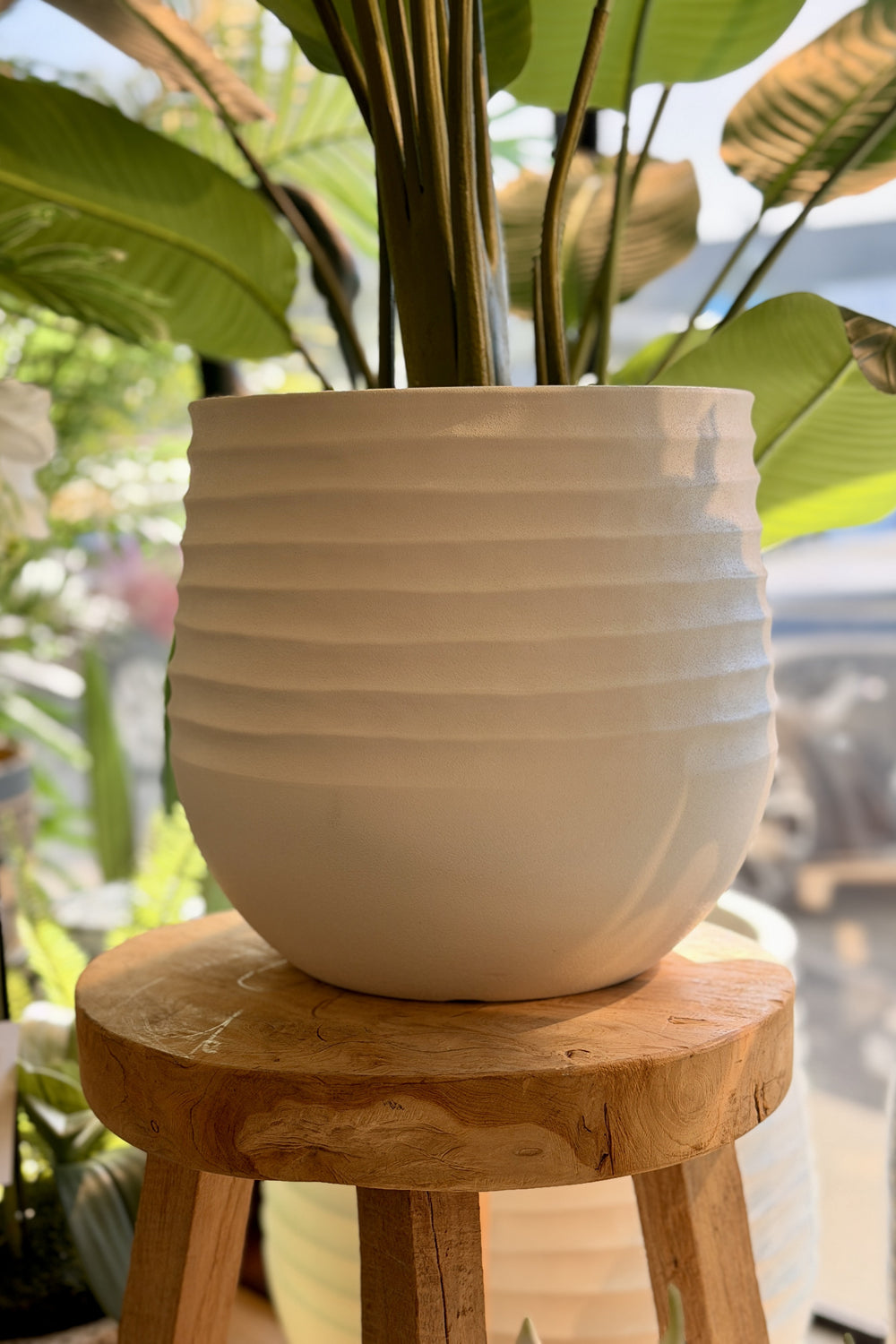Medium Bird of Paradise in Planter