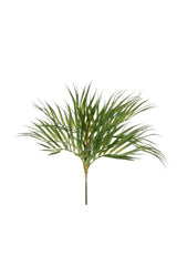 Areca Palm Stem