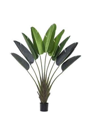Faux Traveller’s Palm - Potted