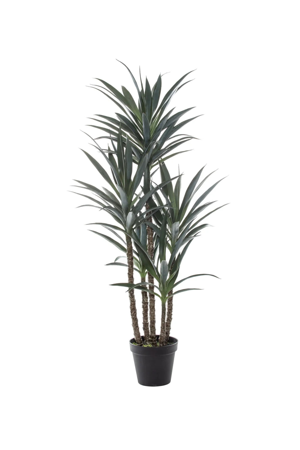 Aspen Dracaena Grove Tree